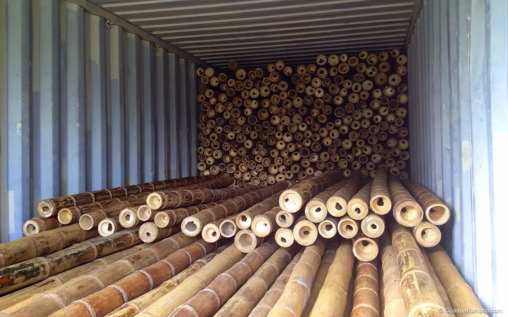 Wholesale many size bamboo poles for decoration - Moso Bamboo cane for garden plant Ms Sophie
