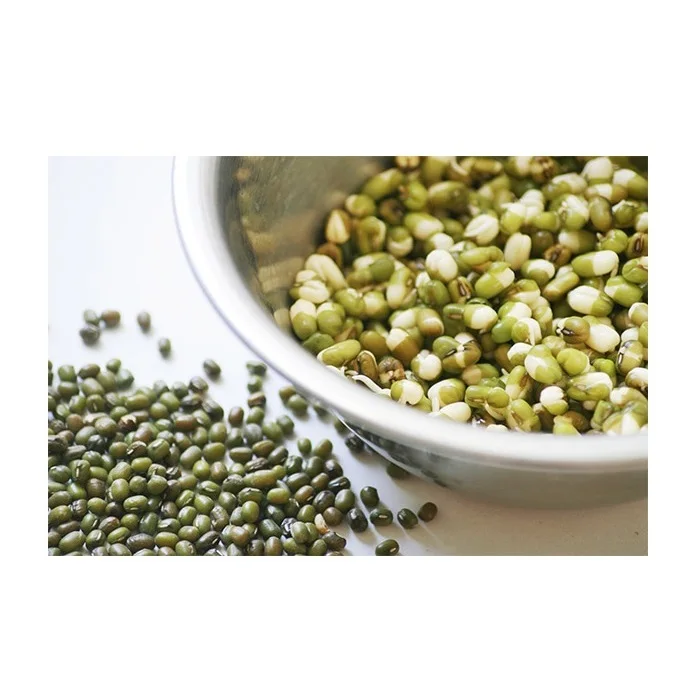 Wholesale Natural Organic High Quality Green Mung Beans For Sprouting Green Gram Beans Green Vigna Beans