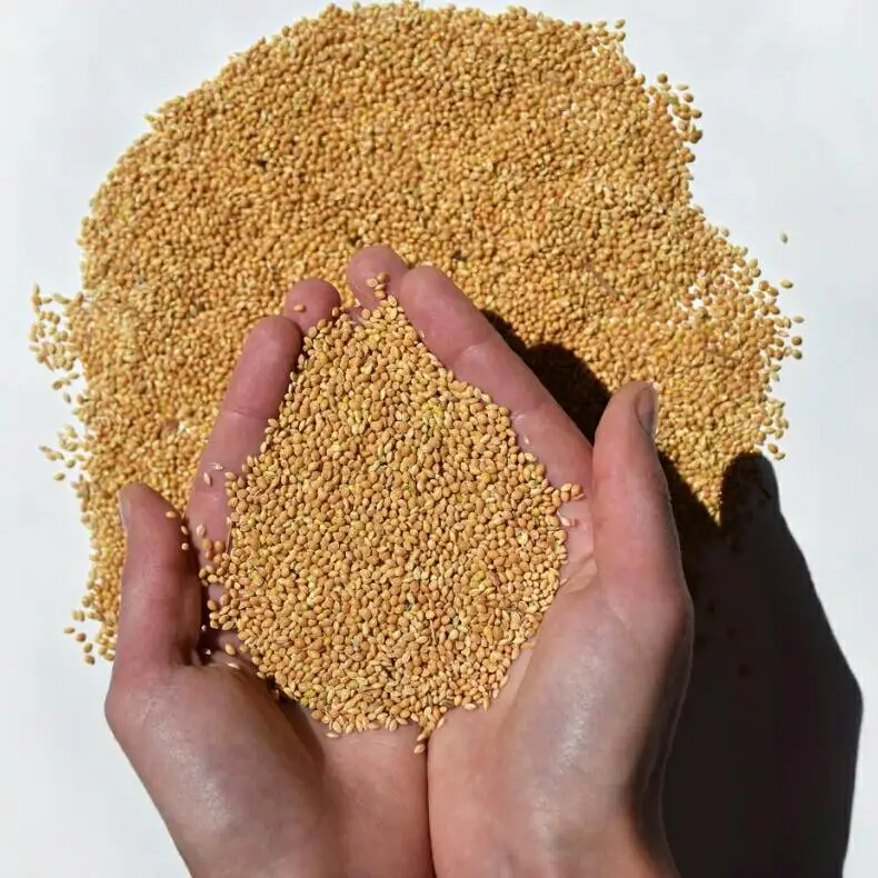 Wholesale Yellow Millet /Black Millet for Birds Food Lo price