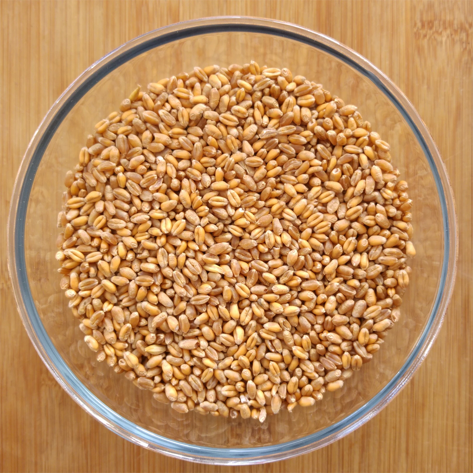 Buy top grade organic whole wheat grains in bulk with premium quality wheat grains for wholesale sale