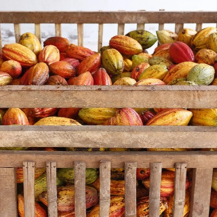 Distinct Cocoa Flavor Wholesale Food & Beverage Azzan Cacao Powder 100% Cacao 500G Origin From DakLak Vietnam