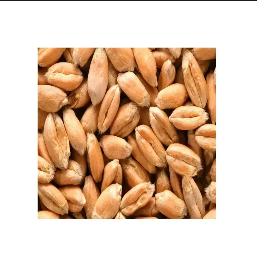Wholesales Barley Seeds/Animal feed barley/bulk barley grains for sale