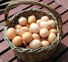 Fresh Chicken Eggs / Round Table Eggs