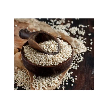 White Milo Sorghum Grains Sorghum Price Per Ton Grain sorghum best quality looking for bulk buyer