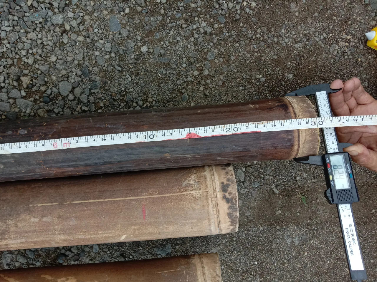 600 Cm High Quality Indonesia Bamboo Tropical Black Bamboo Treated For Construction