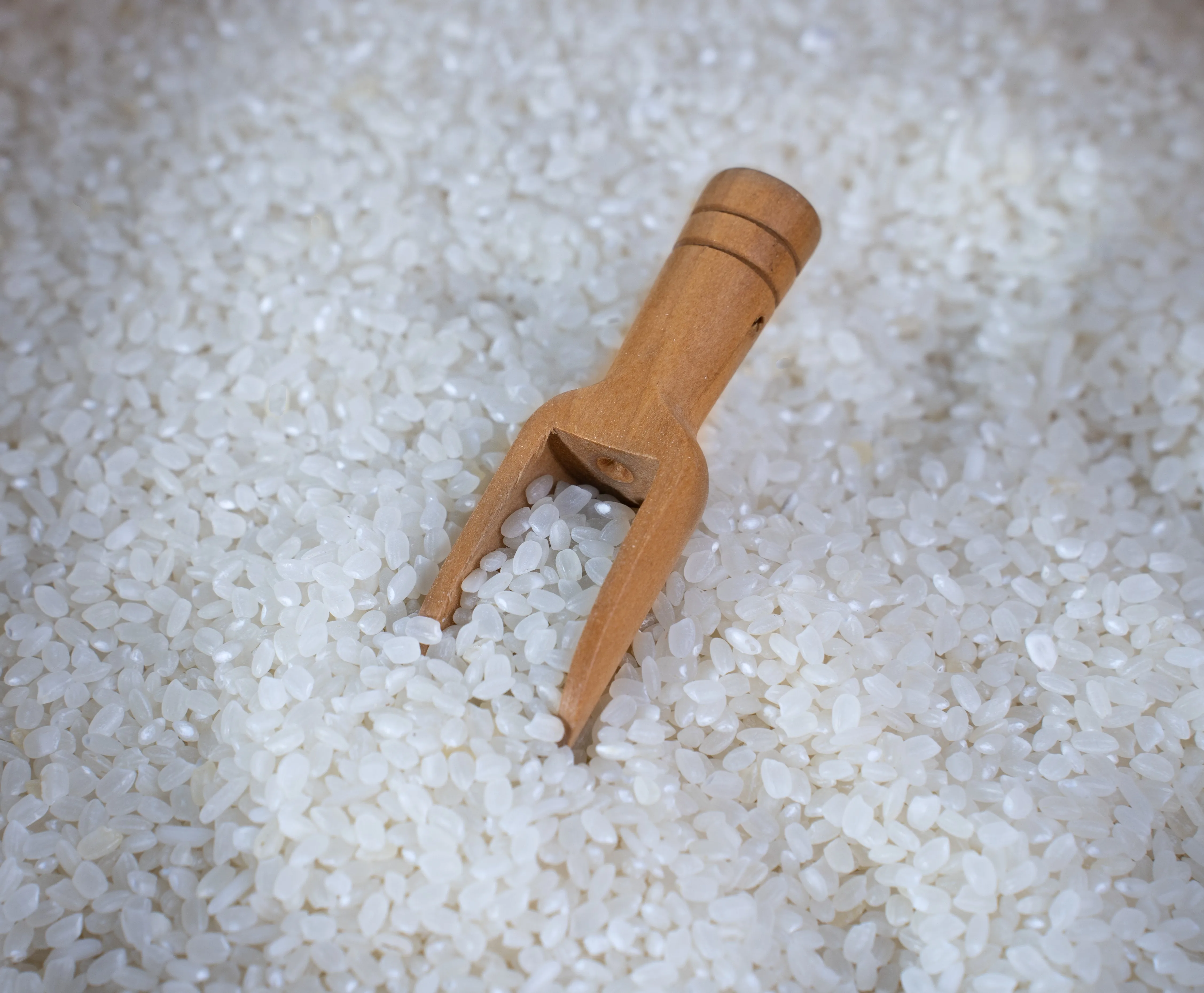 Premium Quality Japonica Rice from Vietnam - Round Grain White Rice for Export at Unbeatable Prices Vietnamese Rice