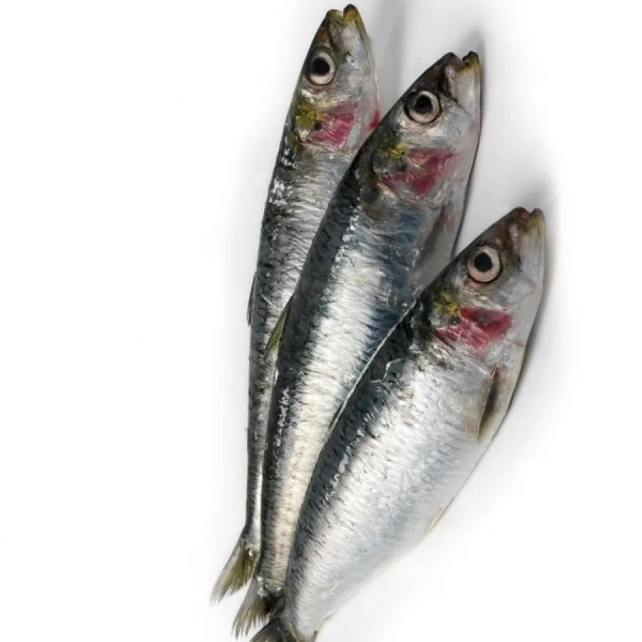 Top Selling High Quality Style BQF Process Wholesale Price Seafood Whole Frozen Sardine Exporters and Suppliers