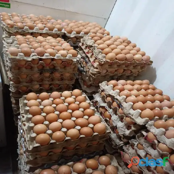 Quality Fresh Table Eggs Brown and White for Wholesale Price Good Rate