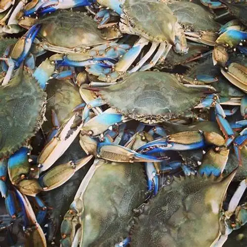 Wholesale Frozen Blue Crab Exporters