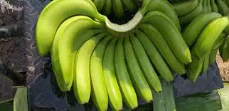 Organic Fresh Crop Green Cavendish Banana High Quality Plantain for Holidays