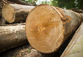 Hardwood-Logs (1).jpg