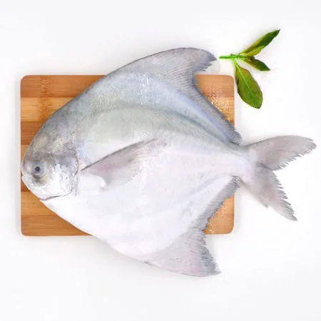 New Arrival Premium Quality Seafood Fish Thailand Frozen Silver Pomfret Fresh White Pomfret Fish Price