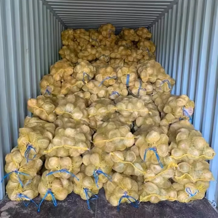 Semi Husked Coconut for Thailand Market - Semi Husked High Quality Coconut - Good Product Good Food Ingredient