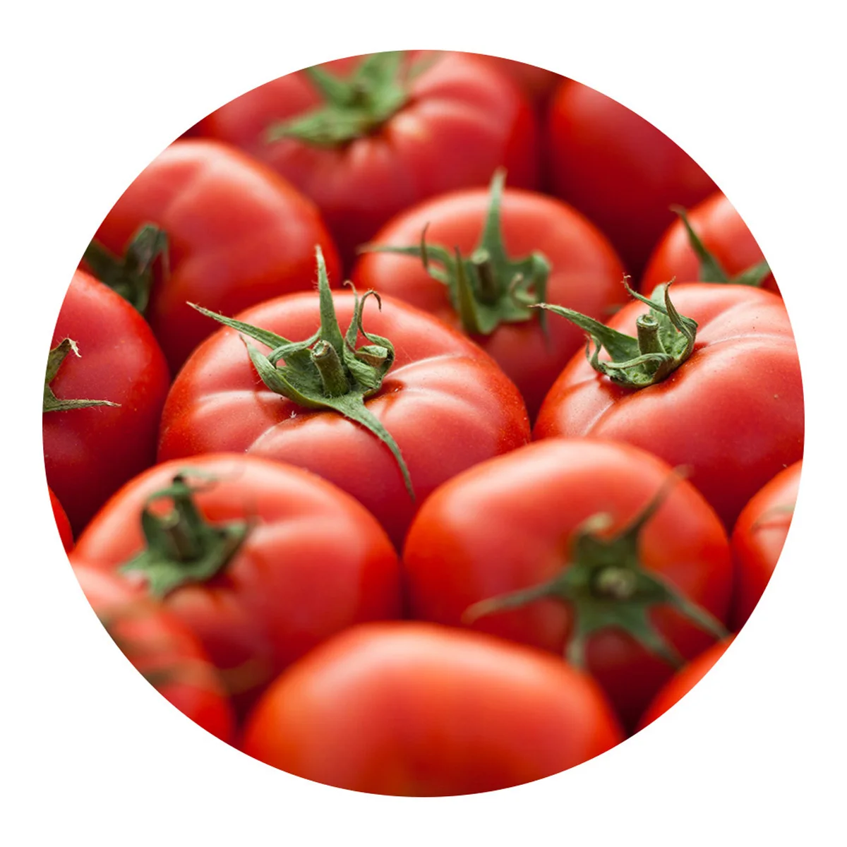 Natural red tomato for eating guaranteed to meet quality standards wholesale low price