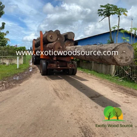 Angelique (basralocus) Dicorynia guianensis Суринам, поставщик тропической древесины лиственных пород, экспортер