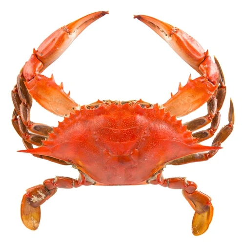high quality live king crab for sale bulk supplier hot sale live mud crabs blue frozen mud snow crab