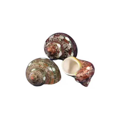 Tapestry Turban Sea Shell Is the Most Trusted and Used Product on Vietnamese