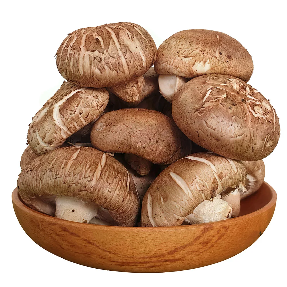 Premium Natural Dried Shiitake Mushroom Good Delicious Size 3-4 cm for Wholesale Cheap Price