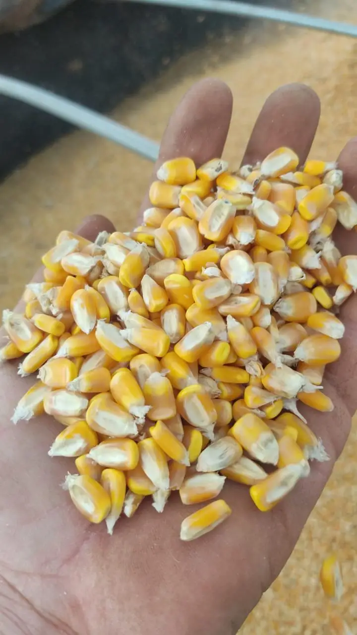 Natural dried yellow/white corn for livestock feed