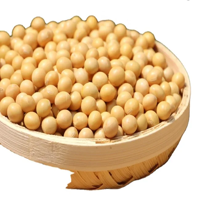 Sprouting and Food Grade Yellow Soybeans / Top Quality Dried Soya Beans Non - gmo Soybeans