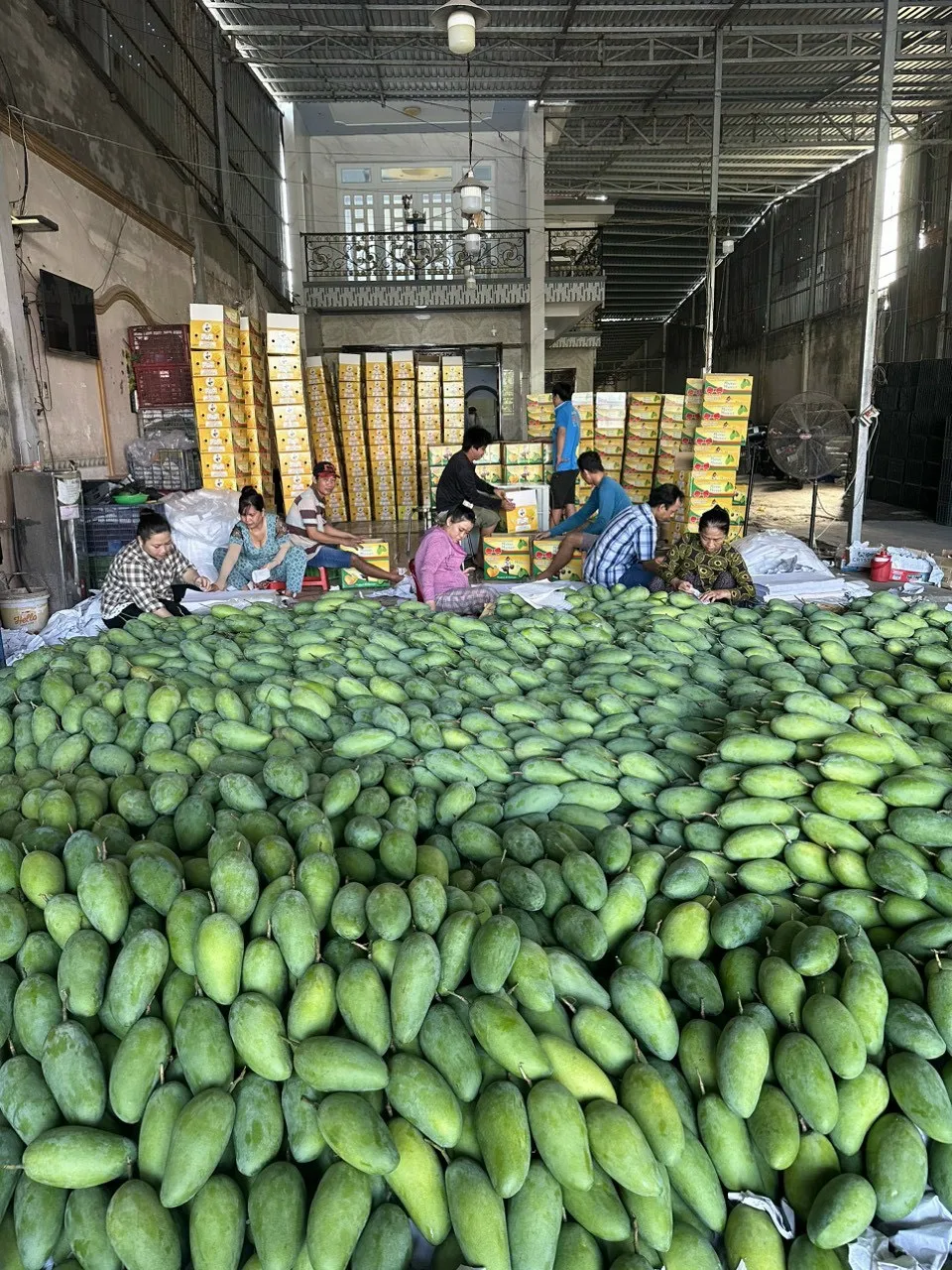 Wholesale 2023 Cheap Price Fresh Mango Fruit From Vietnam / Fresh Mango High Quality Made In Vietnam