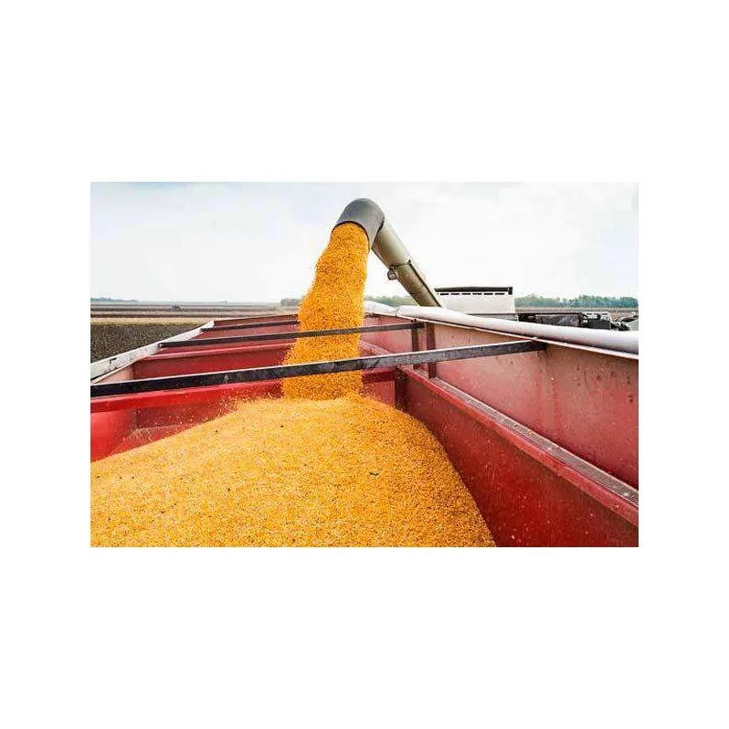 Wholesale Price Yellow Corn High Quality Yellow Maize Corn for Animal Feed Supplier