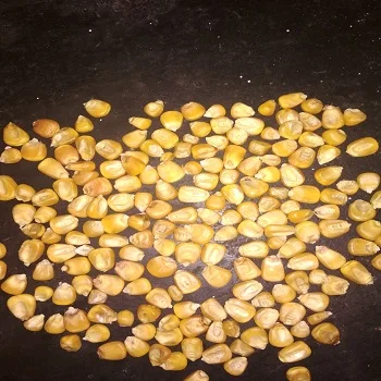 Dried Yellow Corn For Animal Feed in High quality ready for sale from India