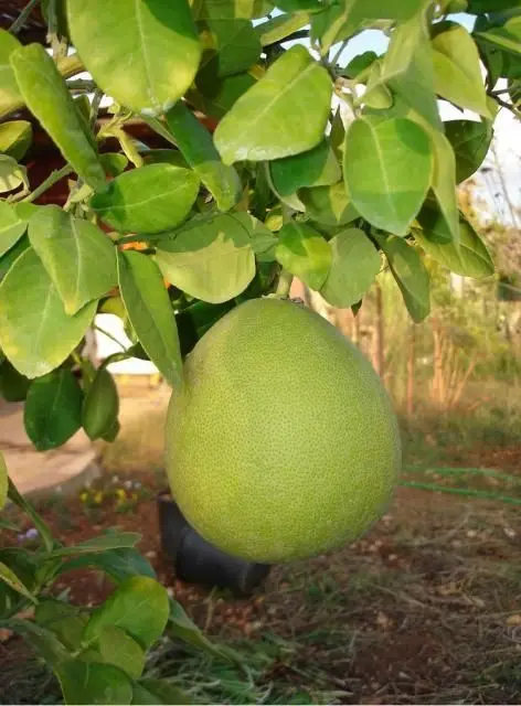 Nam Roi Pomelo, не 100% химикатов, для рынков Азии | Премиум-экспорт во Вьетнаме