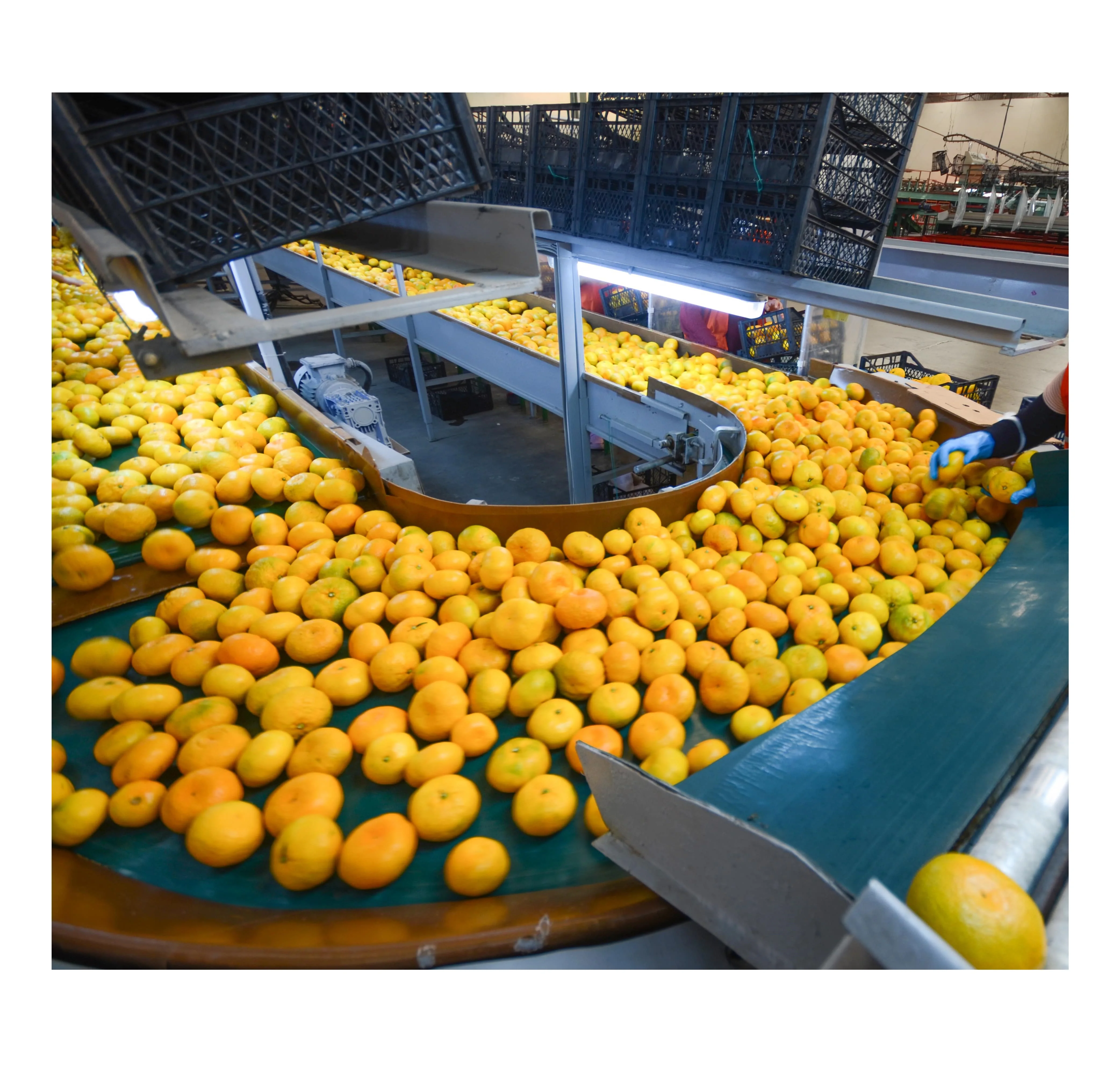 New Crop, %100 Organic Lemon Class A, Juicy Lemons Perfect Quality Juicy Fresh Lemons - Mondol