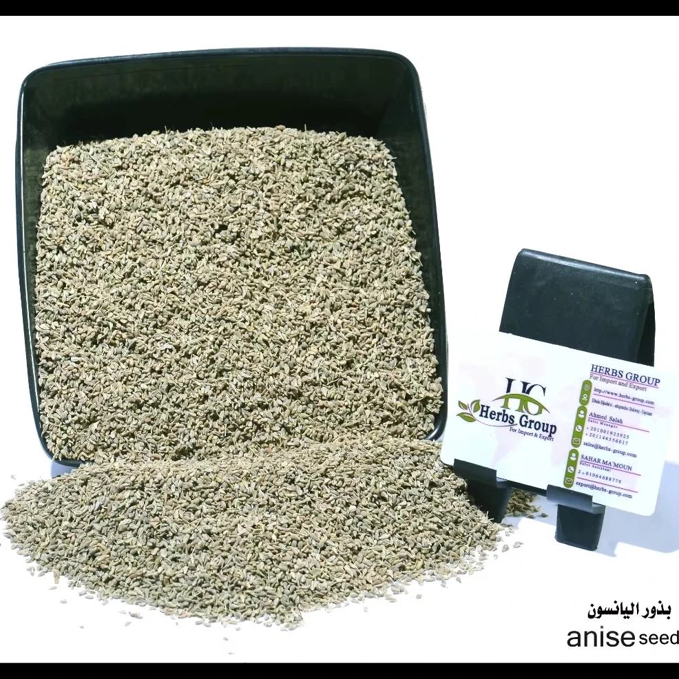 Extra Aromatic & Tasty Natural Anise Seeds For Human Consumption Egypt Origin Raw Processing Premium Herbal For Sale In Bulk