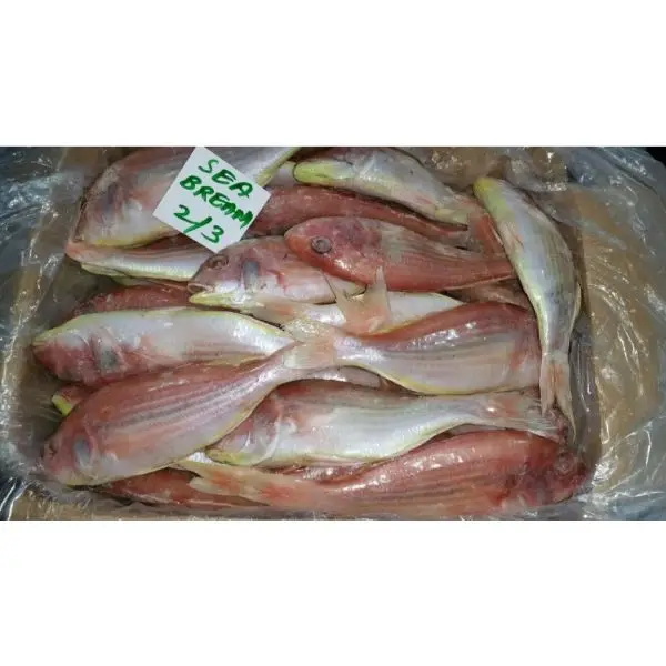 Best Quality Frozen Red Seabream Fish For Export