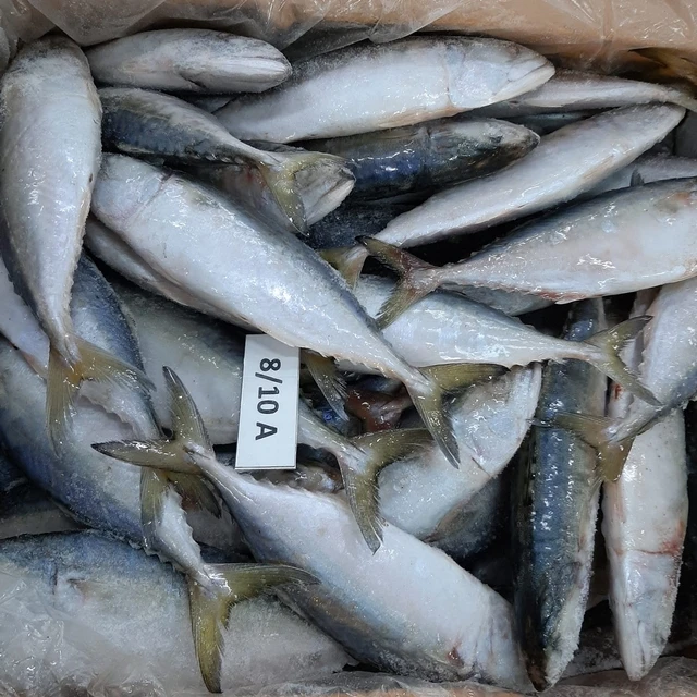 Fresh Frozen Tuna Hgh Quality size 8/10 one box weight 10 KG Cheap Price