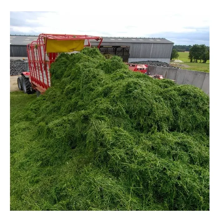 Alfalfa Hay For Animal Feed / Alfalfa Hay Pellets Timothy Hay For Animal Feed / Alfalfa Hay With High Protein For Animal Feeding