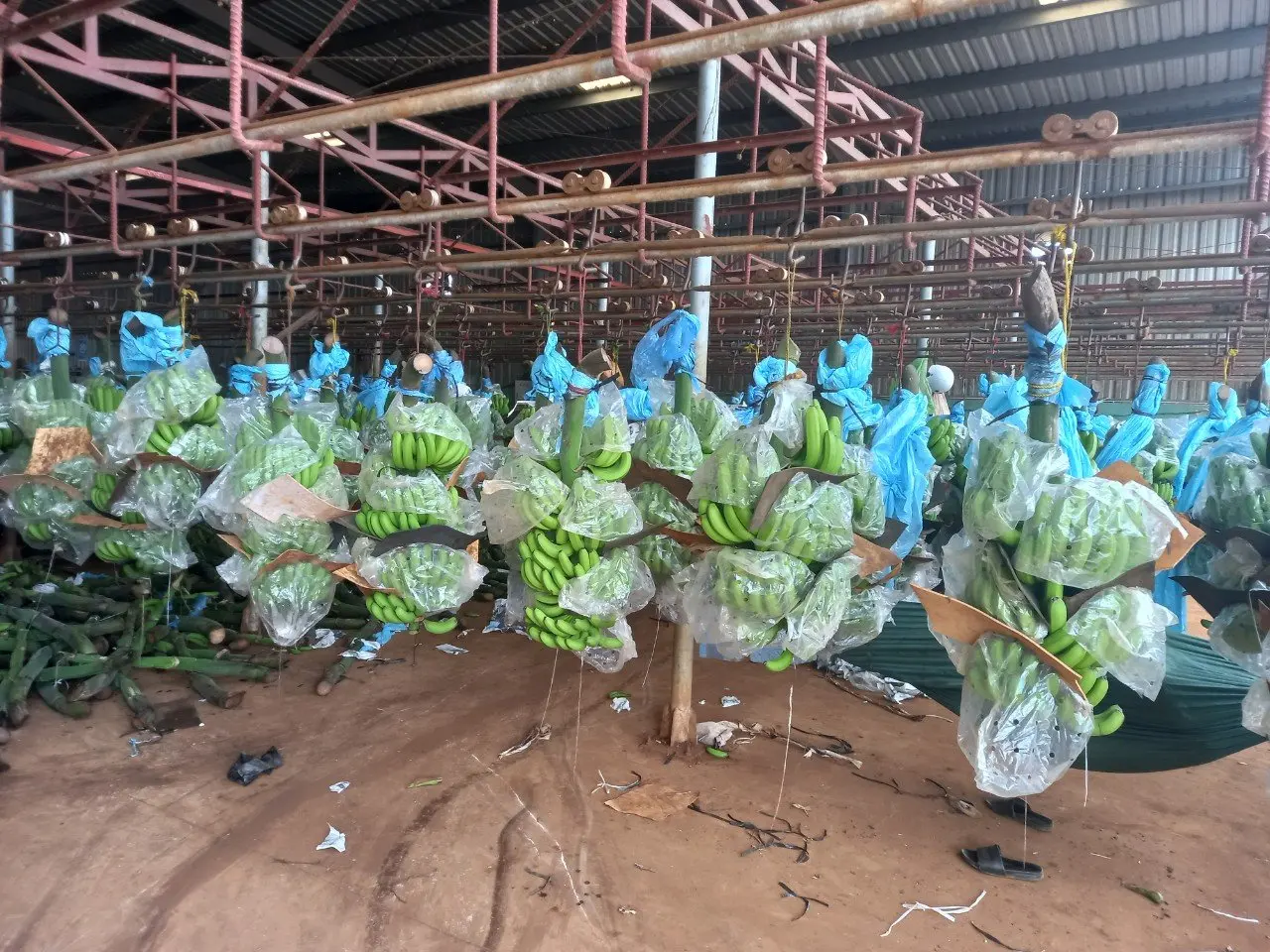 Green Fresh Cavendish Banana Cheap Price High Quality From Vietnam