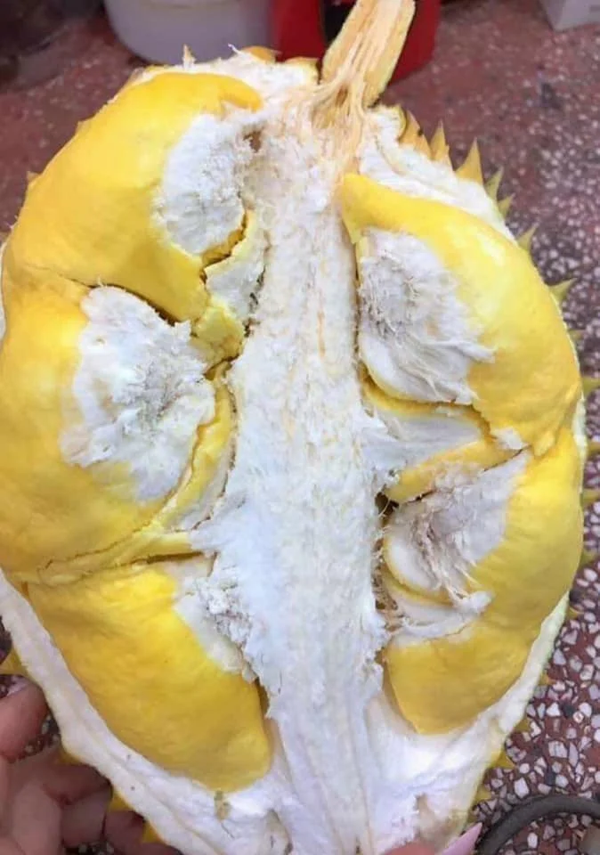 durian fruit musang king durian malaysia