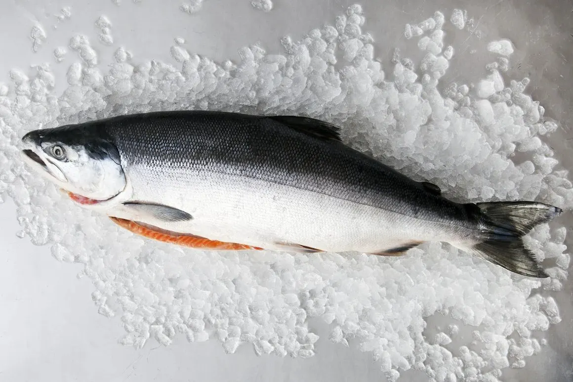 100%  Netherlands Export Quality Fresh Frozen Salmon Fish at Bulk Price