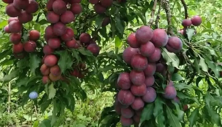 High Quality Fresh Juicy Red Plums Tasty Delicious Sweet Premium Grade 100% Natural from Thailand Farm