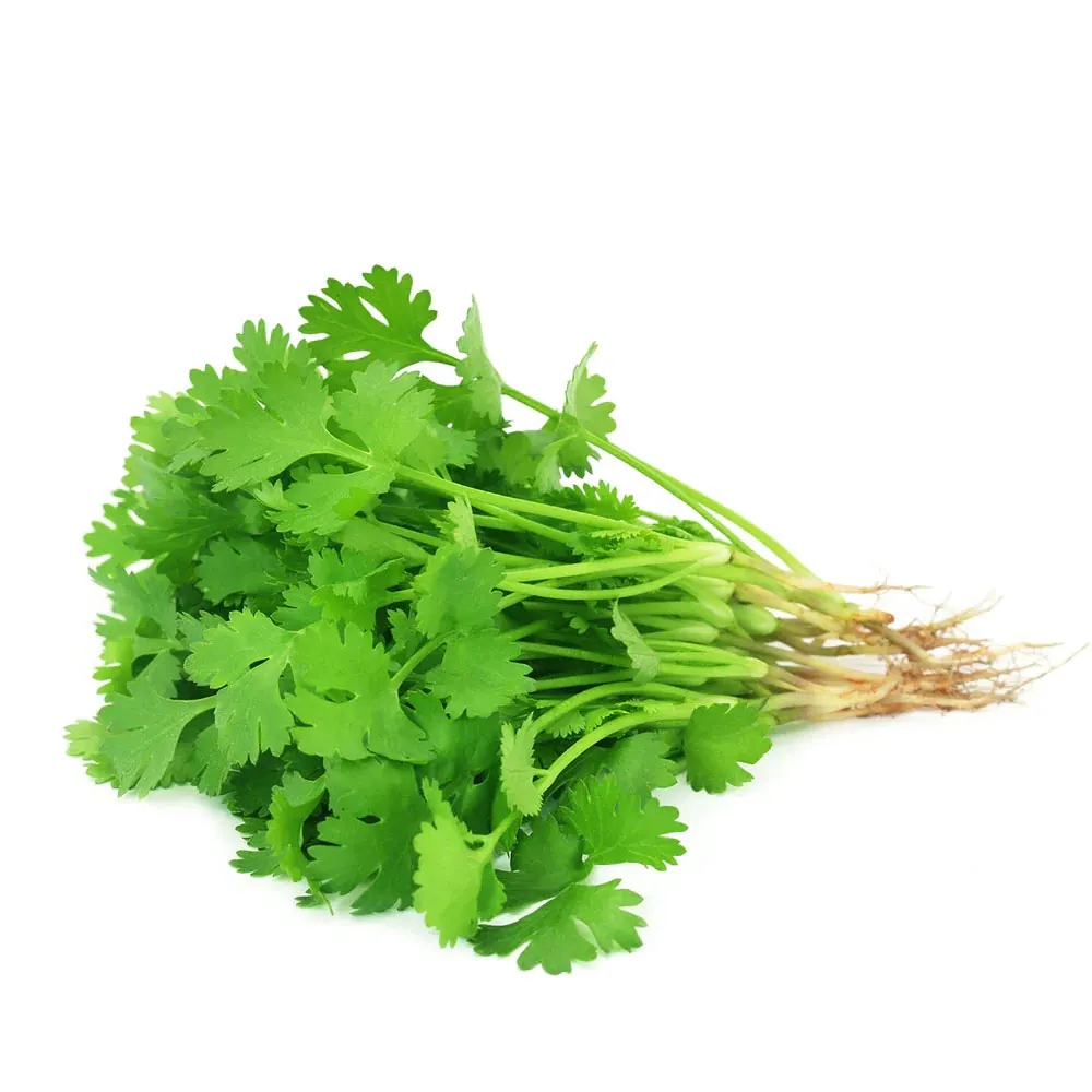 Hot Sale Best Suppliers Coriander Herbs Products Coriander Food Seasonings Coriander