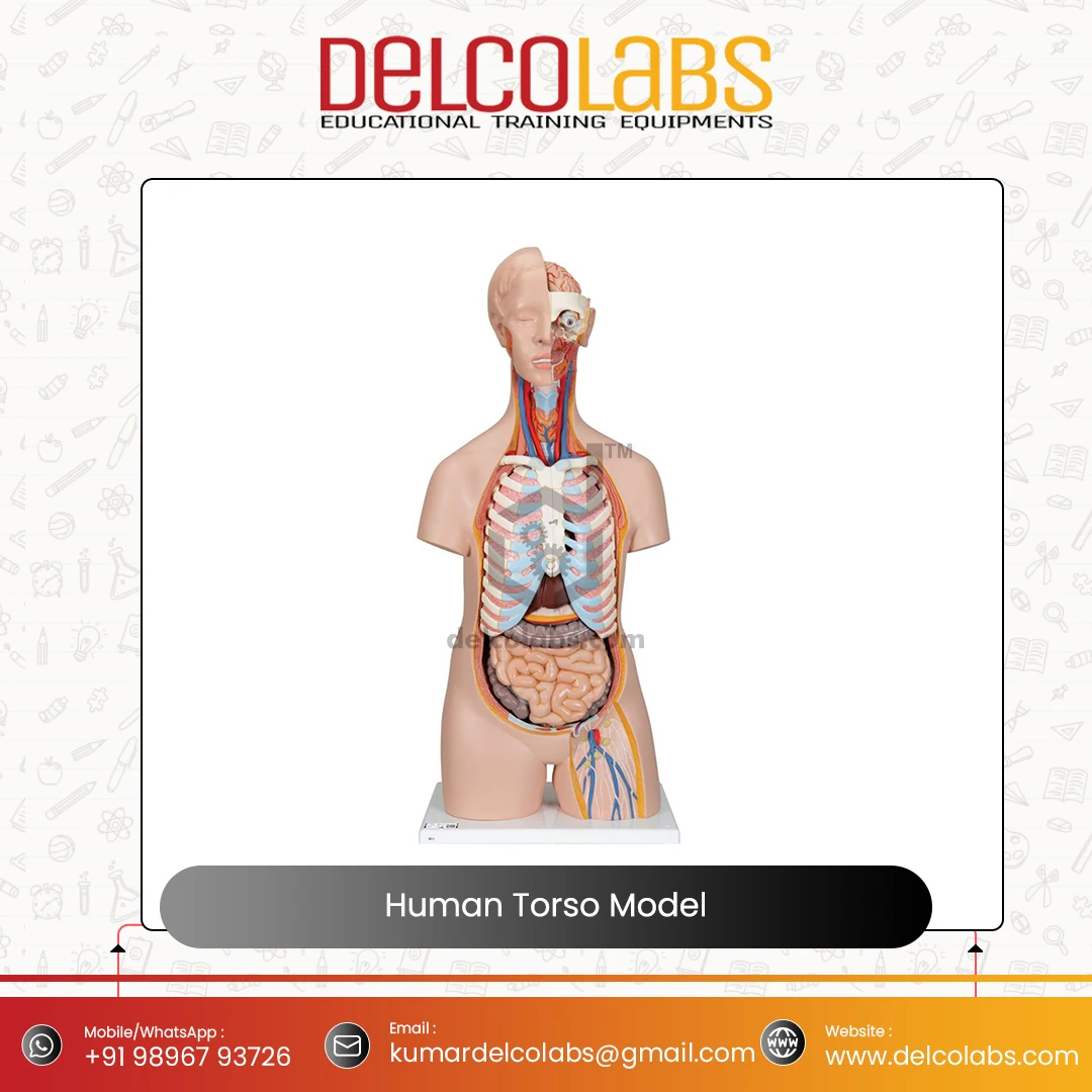 Medical Science Anatomical Model for Hospital Students Human Torso Model 85cm Sexless Torso Model for Sale