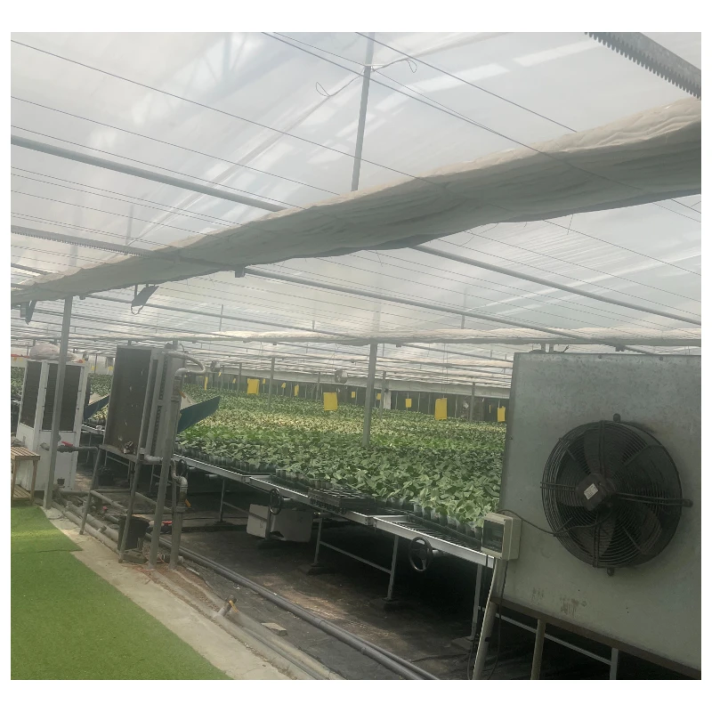 Agricultural greenhouse pillar multi-span cabbages growing vigorously tunnel multi-span film greenhouse
