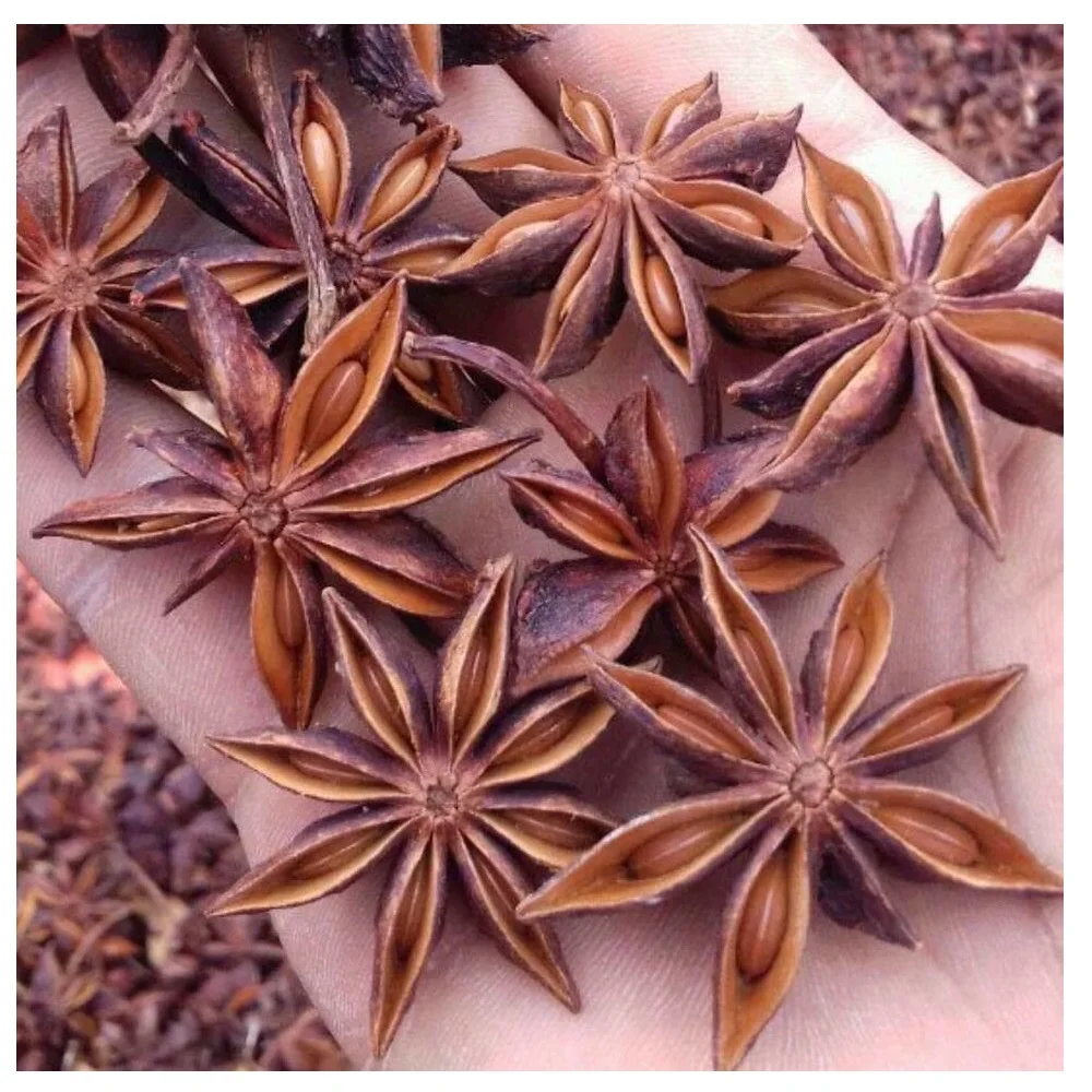 Vietnam Manufacturer for spices to export  STAR ANISE / STAR ANISED Turmeric chicken seasoning powder turmeric powder nutmeg