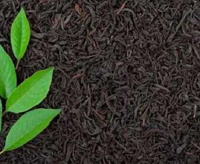 The small-leaved China plant (Camellia sinensis, variety sinensis) and the large-leaved Assam plant