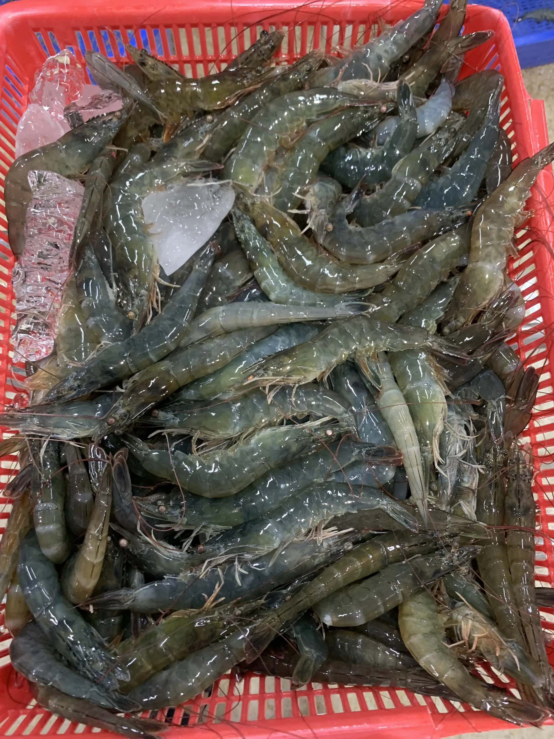 Vannamei Shrimp HOSO High quality IQF frozen fresh Best quality shrimp undivided with a head of  Vietnamese direct supplier