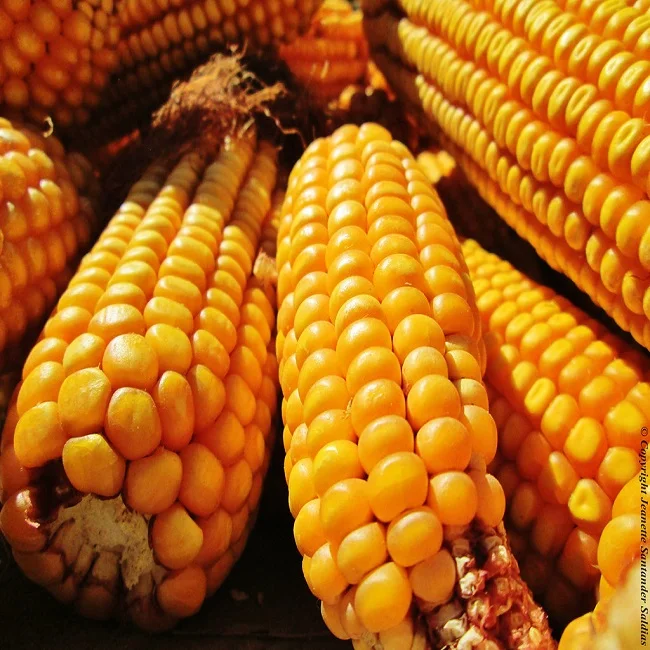 Dried yellow sweet yellow corn, Yellow Maize Wholesale