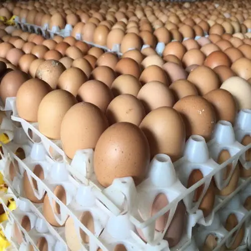 White Chicken eggs6666.jpg