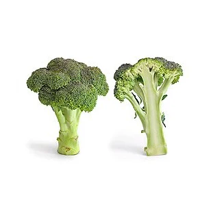 Good Quality Wholesale Fresh Broccoli Hot Sale High Quality Fresh Broccoli Factory Low Price Broccoli