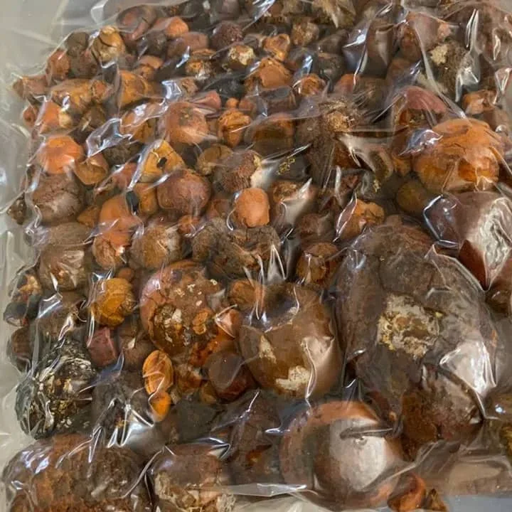 Whole Gallstones / Natural Ox Gallstones / Cow Bezoar for sale to China