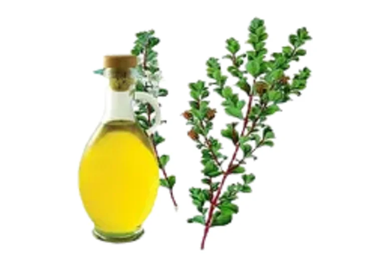 Buchu Essential Oil.png