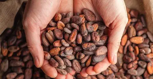 cocoa beans fermented Dominican cocoa beans Arabic cocoa beans