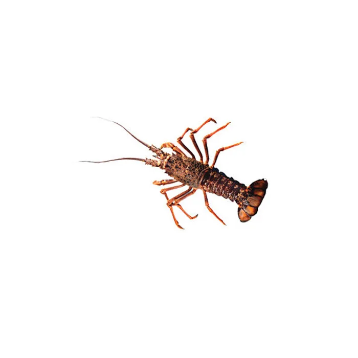 WHOLE FROZEN LOBSTER / FROZEN LOBSTER TAIL / FRESH LIVE LOBSTER SUPPLIERS